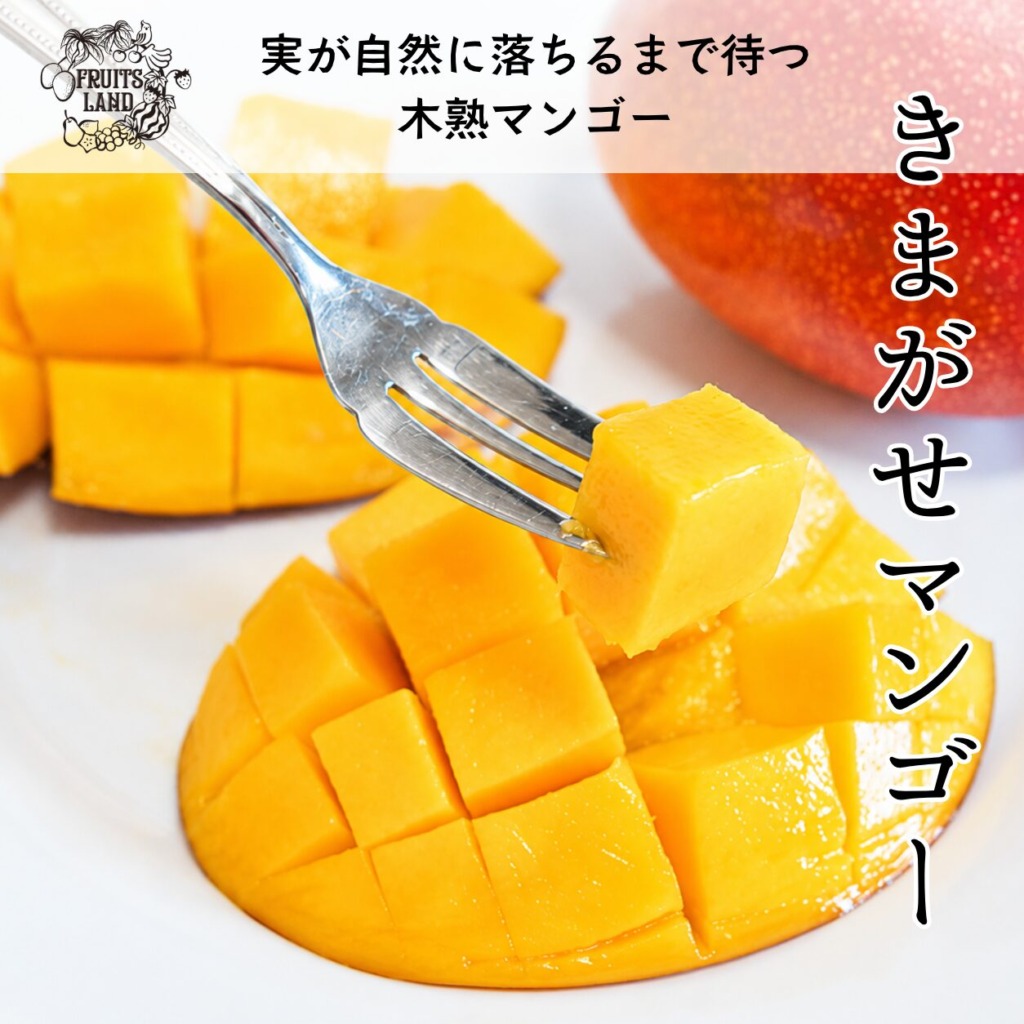 フォークで持ち上げた木熟アップルマンゴー。千葉県野田市産のきまがせマンゴー