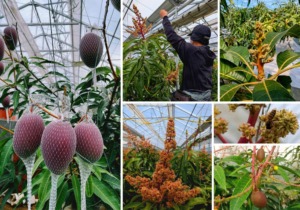 花吊りや受粉、着果管理など、マンゴーを丁寧に育てるための作業風景