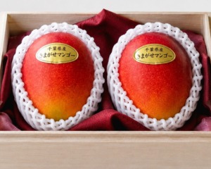 大切な方への贈り物に。桐箱入りアップルマンゴー