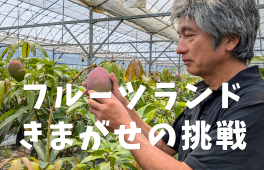 マンゴー作りへの拘り　フルーツランドきまがせの挑戦
