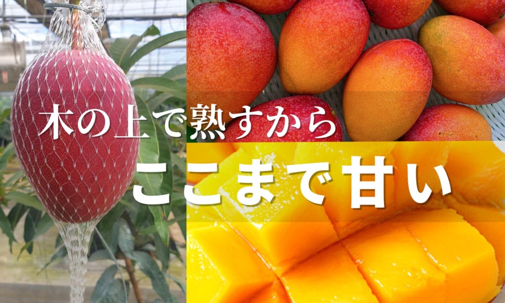 「木の上で熟すからここまで甘い」の文字が入った木熟アップルマンゴーの紹介画像。左側にはネットに包まれて木に実るマンゴー、右上には赤く熟した収穫後のマンゴー、右下には格子状にカットされたみずみずしい黄色の果肉が写っています。