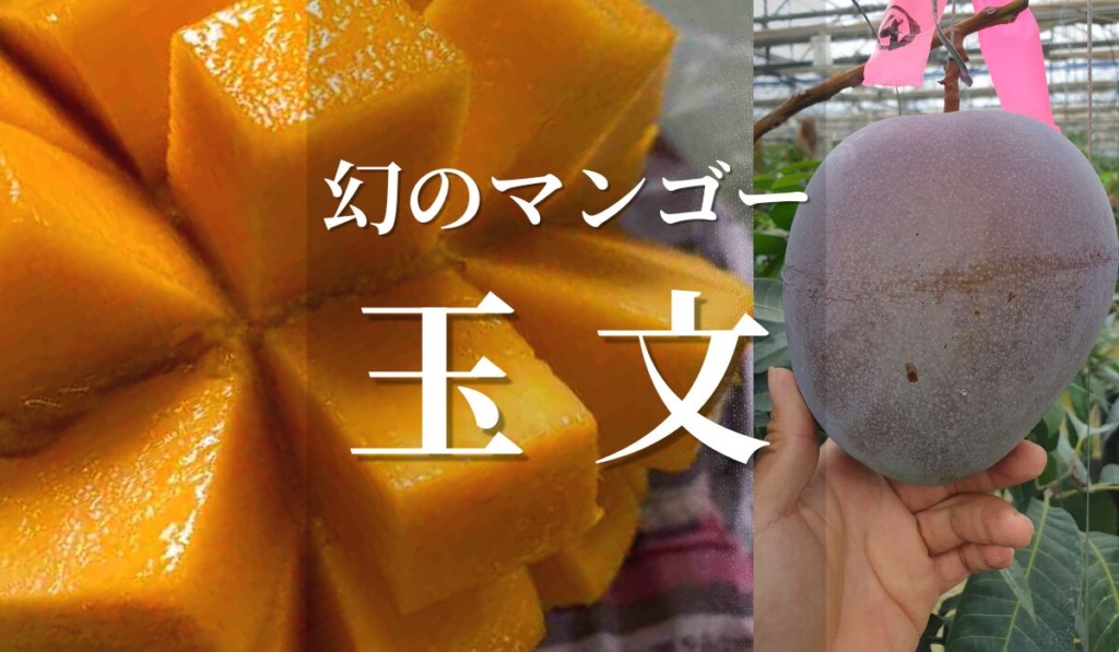 幻のマンゴー「玉文」の商品イメージ（カットされた果肉と栽培中の大きな果実）