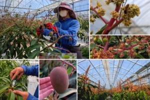 ハウス内で行う花吊りや花芽欠き、ミツバチによる受粉、着果の様子など、マンゴー栽培の管理作業と成長過程をまとめたコラージュ写真