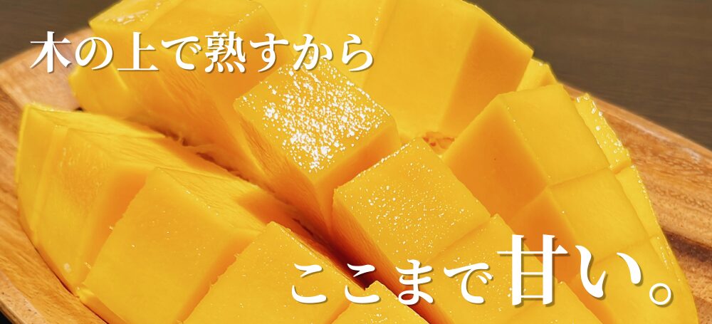 平均糖度15度以上、甘くて濃厚、ジューシーなアップルマンゴー
