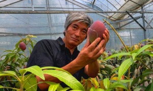 フルーツランドきまがせの生産者が完熟マンゴーを見つめる様子