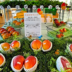 きまがせ木熟アップルマンゴー