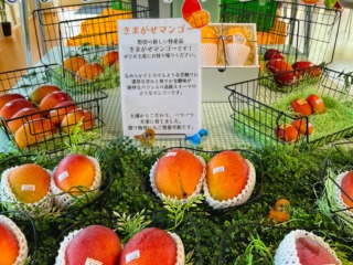 きまがせ木熟アップルマンゴー