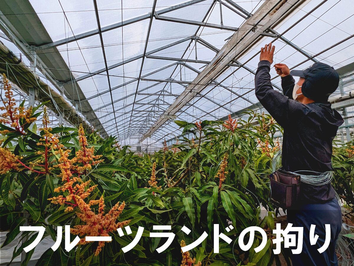 こだわり