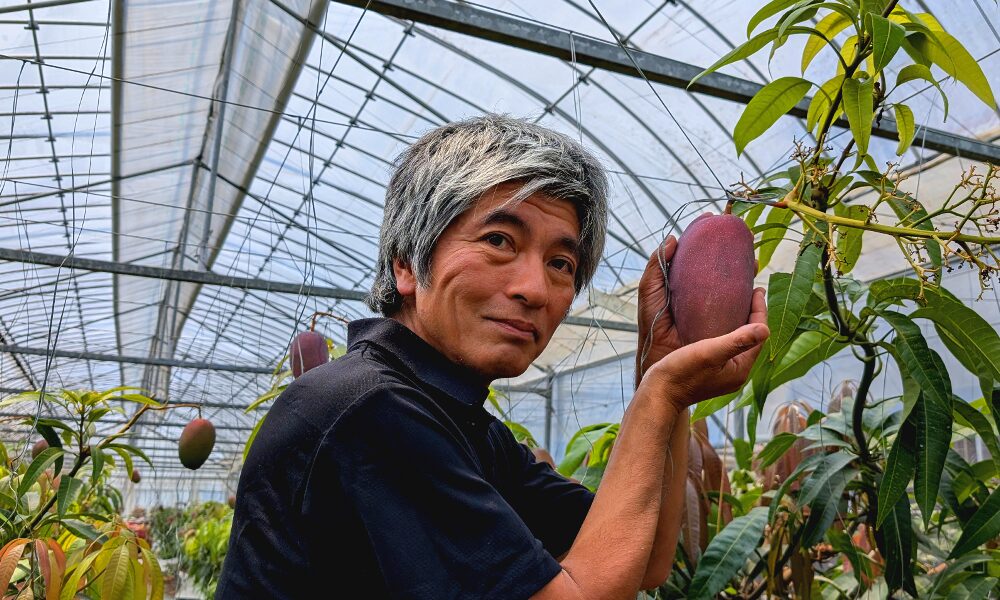 木熟マンゴーを育てるフルーツランドきまがせの生産者