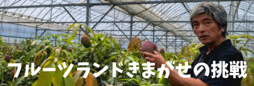 マンゴー作りへの拘り　フルーツランドきまがせの挑戦