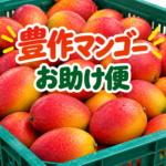 コンテナいっぱいに入った千葉県産マンゴー「豊作マンゴー お助け便」
