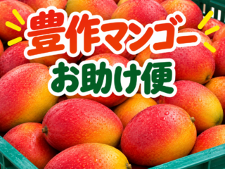 コンテナいっぱいに入った千葉県産マンゴー「豊作マンゴー お助け便」