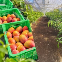 2026年のマンゴー販売終了。収穫したマンゴーと、収穫後に清掃されたフルーツランドきまがせの圃場
